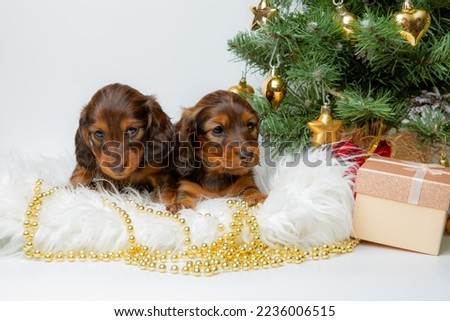 a group of cute baby dachshund puppies on a New Year's background near the Christmas tree