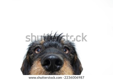 Close-up furry dachshund puppy dog looking at camera. Isolated on white background