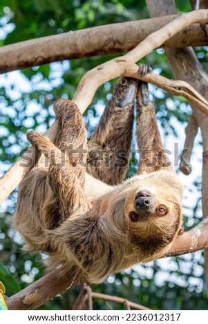 The close image of Linneaus' Two-toed Sloth (Choloepus didactylus). 
A species of sloth from South America,  have longer hair, bigger eyes, and their back and front legs are more equal in length. Royalty-Free Stock Photo #2236012317