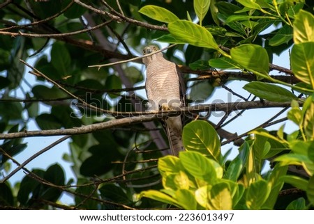 Bird named Shikra or Kurulugoya landed and waiting in a tree branch.
Scientific name: Accipiter badius badius.
Green background with tree leaves and branches with blue sky in the frame.
Sri Lanka