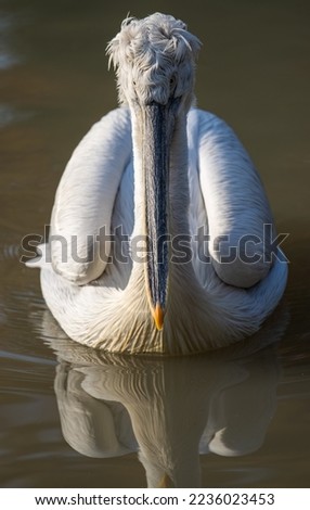 pelican portrait in closed up