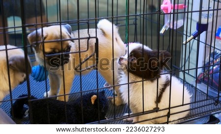 Homeless animals sit in dog cage in shelter. Two beige pug dogs and white chihuahua dog cobby are in shelter's cage playing with plush toy and hanging toy dumbbell. Adopted puppies in cage at shelter. Royalty-Free Stock Photo #2236027293