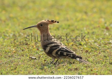 Eurasian Hoopoe. The Eurasian hoopoe (Upupa epops) is the most widespread species of the genus Upupa. It is a distinctive cinnamon coloured bird with black and white wings