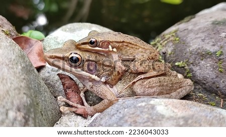 A pair of frogs are mating by the pond. 
This is Hylarana Chalconota Schlegel or Brown stream frog, a species of "true frog", family Ranidae. It is endemic to Indonesia.  Royalty-Free Stock Photo #2236043033