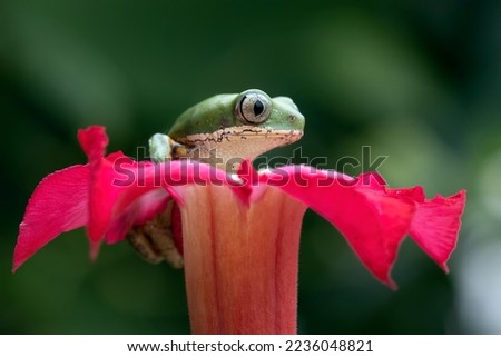Phyllomedusa hypochondrialis climbing on red flower, Northern orange-legged leaf frog or tiger-legged monkey frog closeup  