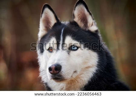 Siberian Husky dog portrait with blue brown eyes and black white coat color, cute sled dog breed. Friendly husky dog portrait outdoor forest background, walking with beautiful adult pet