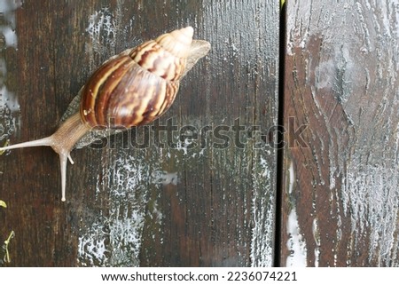 snail walking on the old wooden floor