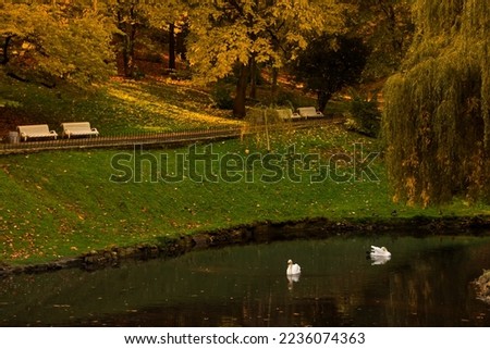 Beautiful swans in lake and trees in park