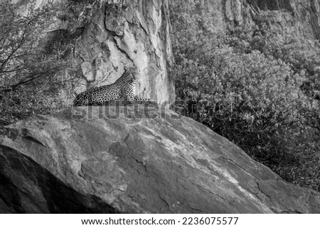 Mono leopard lies on rock between bushes