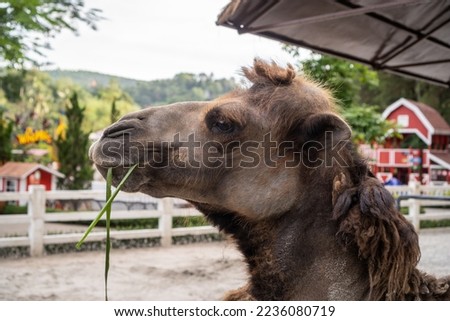 Camel eating on the Zoo