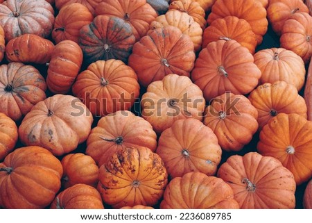 Pumpkin Pictures Find Your Favorite