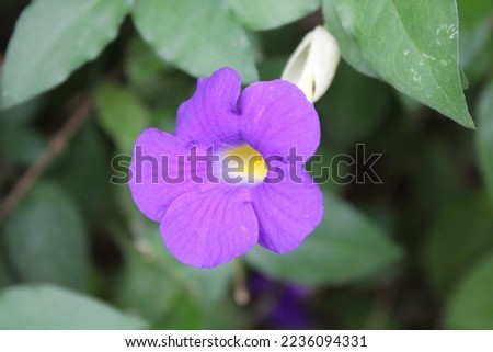 Thunbergia erecta purple flower in garden