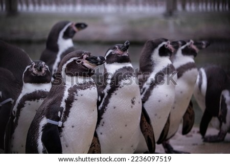 Flock of humboldt penguin close up portrait. High quality photo