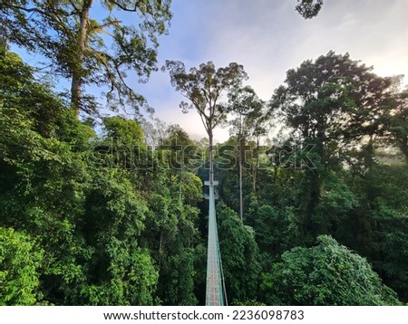View of sunrise over canopy walkway in Danum Valley rain forest in lahad Datu Sabah Malaysia