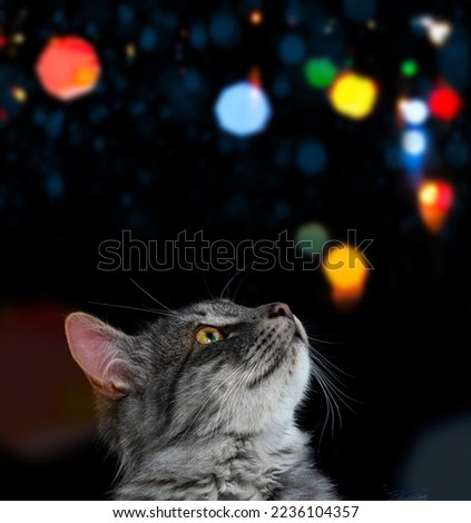 Gray cat on a black background with bokeh effect. Close-up view head of an fluffy pet. Large green-yellow eyes focused gaze. Long pile, dark stripes. Feline face portrait