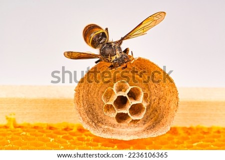 Macro picture of Asian hornets begin of nest on a new yellow frame of beehive, with one hornet making the nest. They are responsible of death of bees colony. Disaster for nature wild life in France