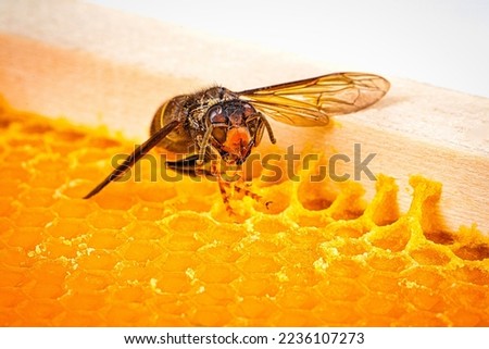 Macro picture of alive Asian hornets on a new yellow orange frame of beehive. They are responsible of death of bees colony. Disaster for nature wild life in France. Top view
