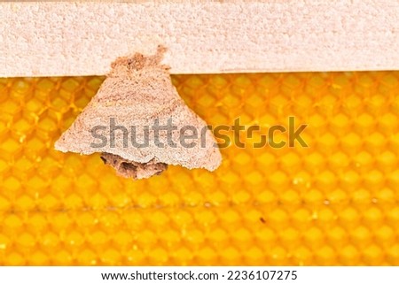 Macro picture of Asian hornets begin of nest on a new yellow frame of beehive, responsible of death of bees colony. Disaster for nature wild life in France. Front view
