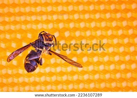 Macro picture of dead Asian hornets on a new yellow orange frame of beehive. They are responsible of death of bees colony. Disaster for nature wild life in France. Top view
