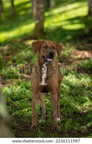 beautiful portrait of a brown dog in nature very attentive looking to the side on a sunny day. High quality photo