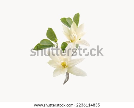 Beautiful blooming light yellow magnolia flower isolated on white background. 