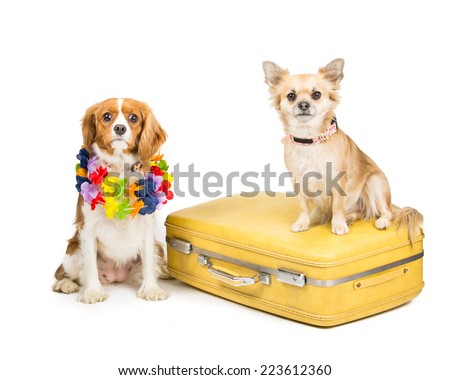 Picture of a King Charles spinal and a Chihuahua together on a suitcase