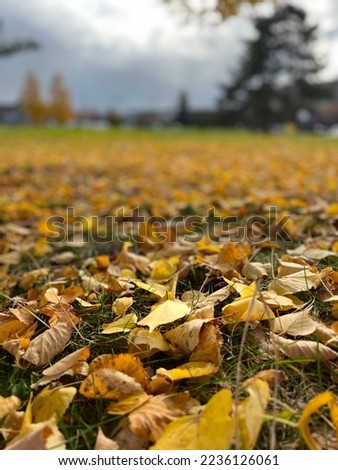 Autumn leaves , tree, leaves, leaf 