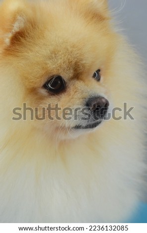 fluffy dog. German Spitz, Pomeranian. a pet.