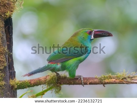 Crimson rumped Toucanet, ecuadorian  bird