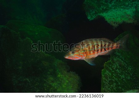Under water fish face photo