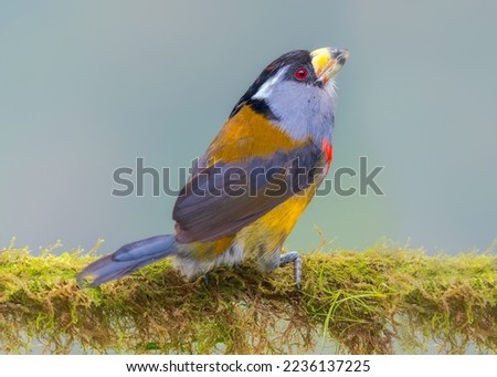 Toucan Barbet bird, ecuadorian bird