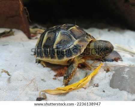 Small turtle on white sand