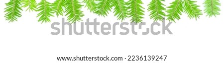 Young green coniferous twigs isolated on white background. Christmas border.