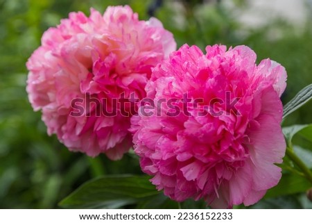 Herbaceous Peonies Salmon Glory in flower. High quality photo Royalty-Free Stock Photo #2236152233