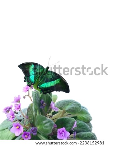 beautiful green butterfly Papilio palinurus on Viola pansy flowers close up, abstract white background. Relaxation, harmony of nature. dreamy artistic image. element for design. spring, summer season