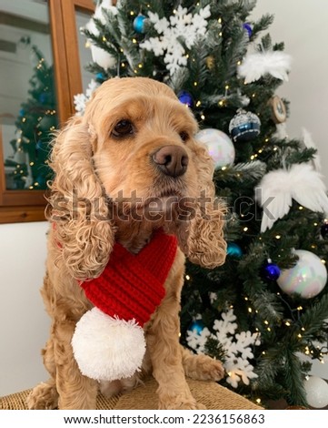 Christmas and New Year card cocker dog. Portrait of a dog with red scarf and Christmas lights garland on festive background. Puppy looking at camera.