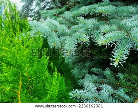 The blue spruce (Picea pungens), also commonly known as green spruce is a species of spruce tree with Thuja occidentalis.