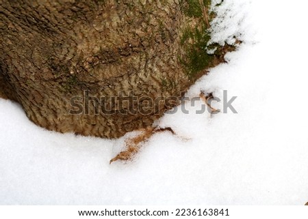 photo of tree bark in the snow in the forest