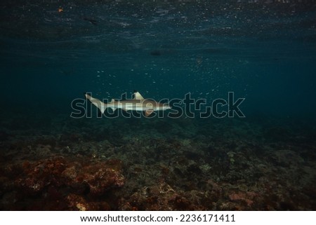 Black tip reef shark Thailand Maya bay 