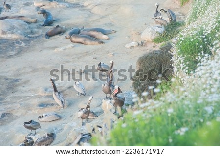 Beach with pilicans and fur seals or seals