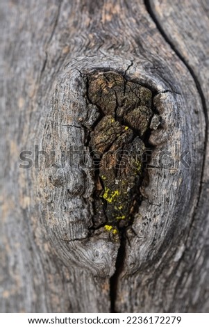 a Close up picture of dry wood on a buffalo thorn (Ziziphus mucronata) 