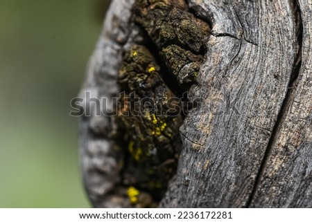 a Close up picture of dry wood on a buffalo thorn (Ziziphus mucronata)  