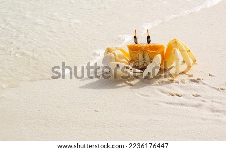Photo of Yellow Crab on the white sand. Ocypode brevicornis, Ghost Crab.