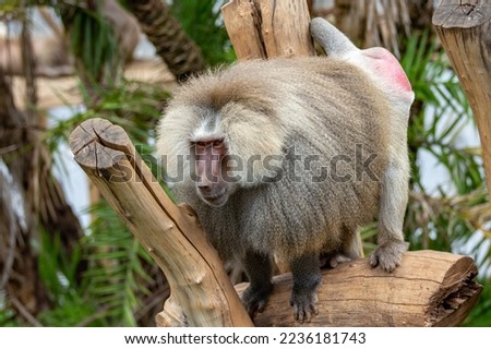 Male Sacred baboon monkey (Papio hamadryas) in selective focus 