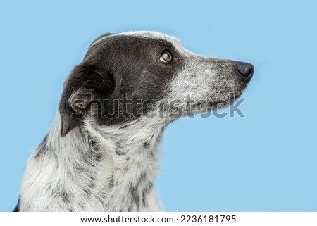 Head portrait of a brown and white crossbreed mongrel dog, profile view, isolated on blue background