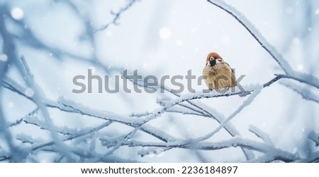 Small bird sparrow sitting on tree branch on winter nature background.