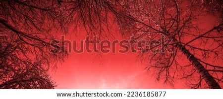 Frame from trees against red sky colored. Birches twigs covered with snow background. Horizontal banner