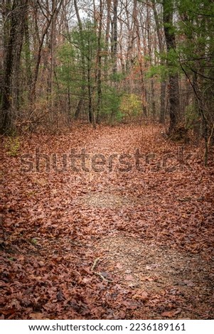Fall foliage hiking trail in the Cumberland Plateau shows a beautiful walking path through the trees in a peaceful, serene setting.

