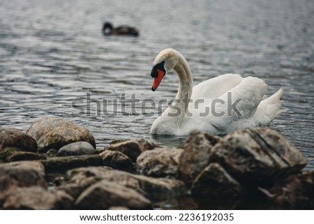 Swan swims in the town of Athlone, Ireland.