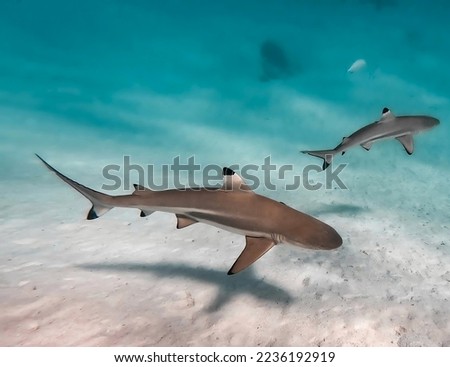 Black tip shark in to the laggon. requin pointe noire , nageant sur le banc de sable de moorea en Polynésie française 